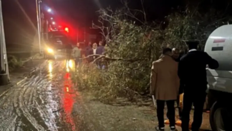 العناية الإلهية تنقذ أهالي زفتى من كارثة بعد سقوط شجرة على أسلاك الكهرباء بسبب الرياح الشديدة