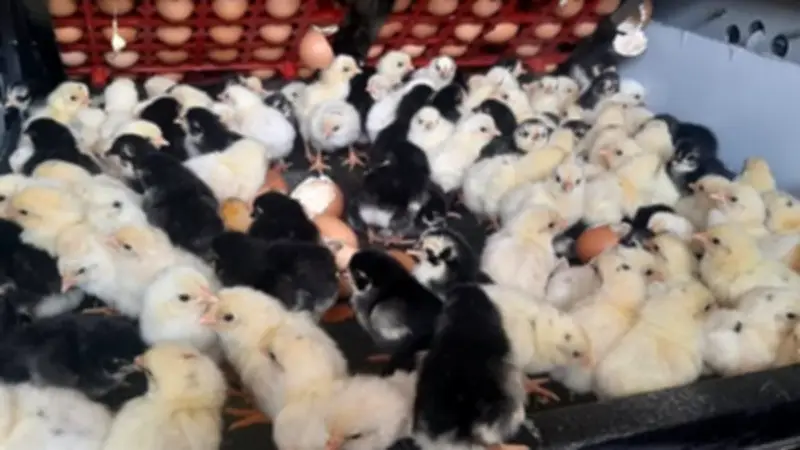 انخفاض أسعار الكب وارتفاع الأبيض.. بورصة الدواجن تشهد تباينًا في أسعار الكتاكيت والبط