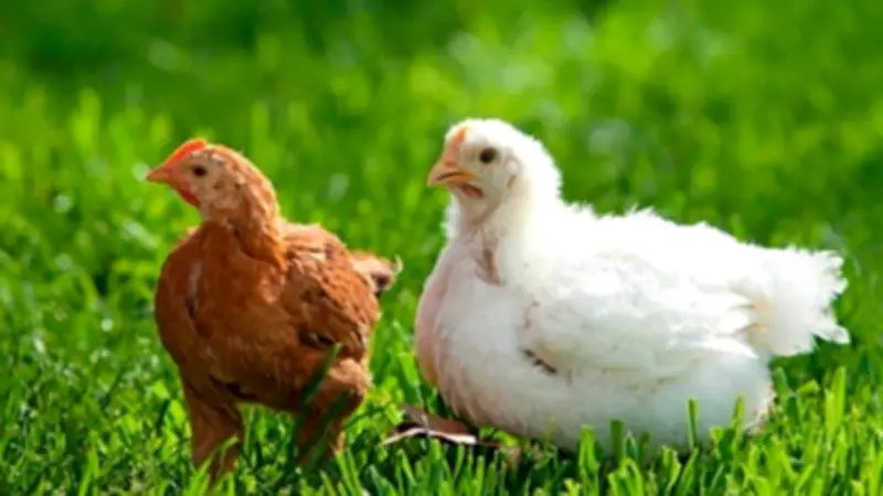 ارتفاع أسعار الفراخ البيضاء وانخفاض البلدي في بورصة الدواجن اليوم