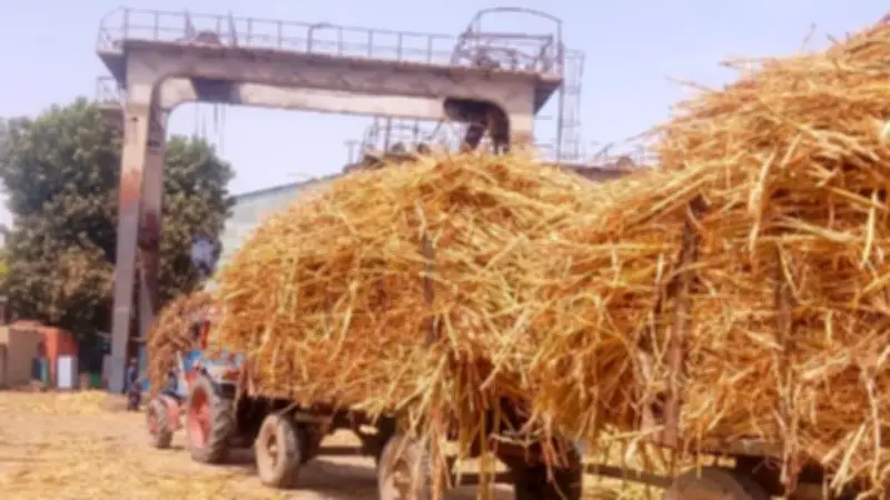 مديرية زراعة قنا تكثف جولاتها الميدانية لمتابعة توريد محصول قصب السكر