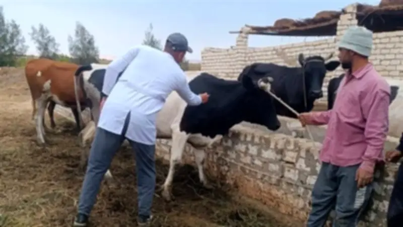 الوادي الجديد يحقق إنجازًا في تحصين الثروة الحيوانية خلال الحملة القومية