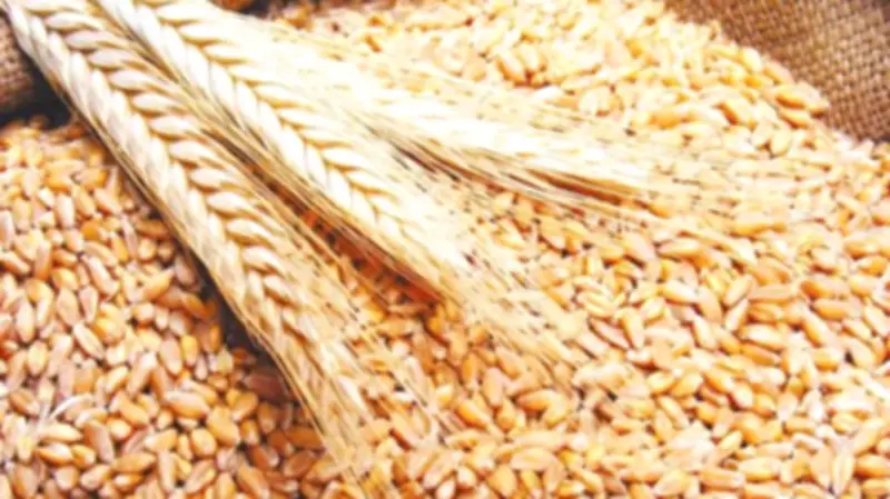 برلماني: مركز إقليمي للحبوب في مصر يعزز الأمن الغذائي ويدعم الصادرات