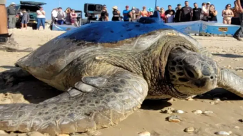 اكتشاف أقدم سلحفاة بحرية عملاقة من عصر الديناصورات في مصر