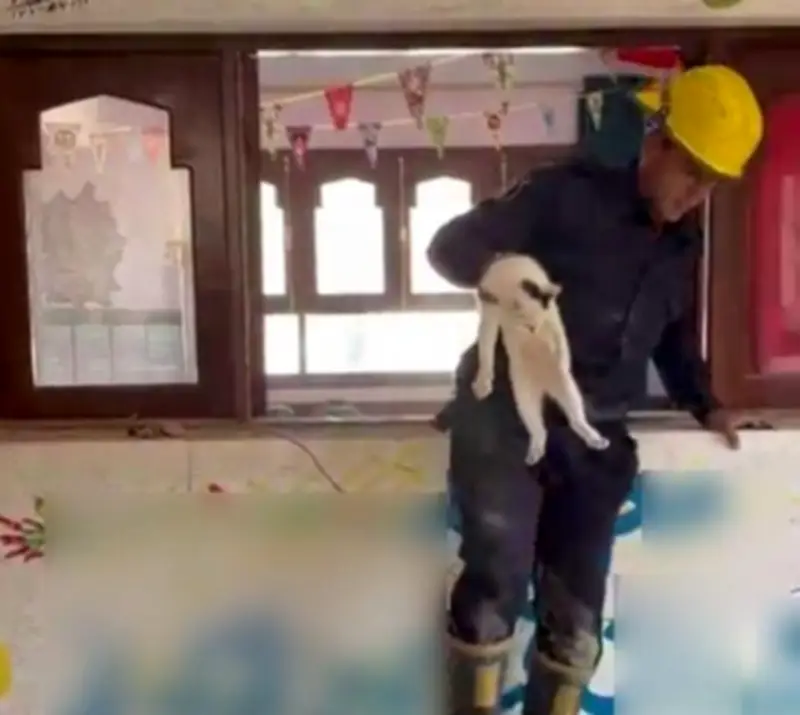 إنقاذ قطة محتجزة داخل أحد المعاهد التعليمية في فيوم.. تفاصيل الحادثة