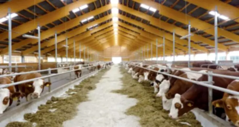 دار الإفتاء المصرية تؤكد على الإحسان عند ذبح الحيوان وتحرم تعذيبه