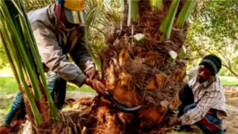 قنا تطلق حملة مكثفة لمكافحة سوسة النخيل الحمراء باستخدام تقنيات متطورة