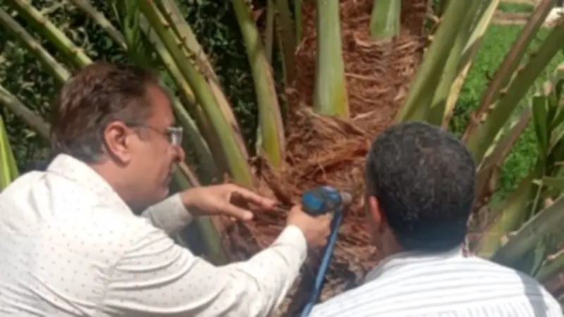 قنا تطلق حملة مكثفة لمكافحة سوسة النخيل باستخدام أحدث أجهزة الحقن المتطورة