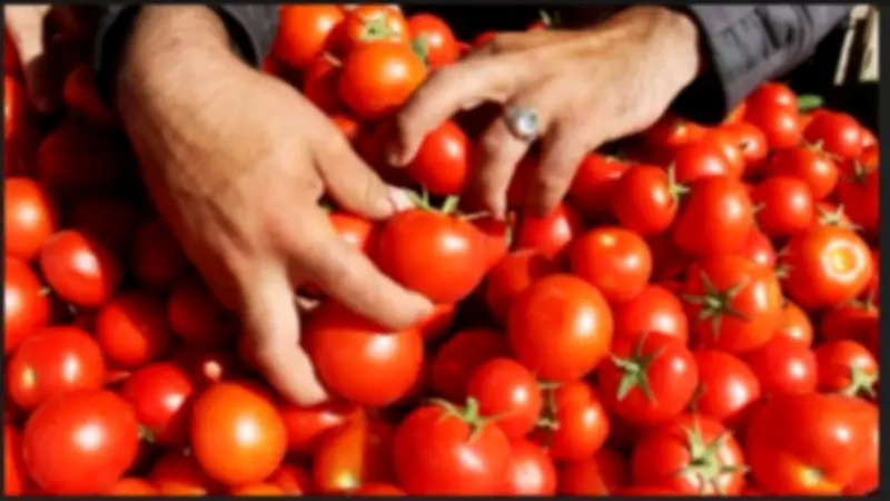 الدولة تتدخل بعد ارتفاع أسعار الطماطم: توفير سلع غذائية بدعم إضافي للمواطنين
