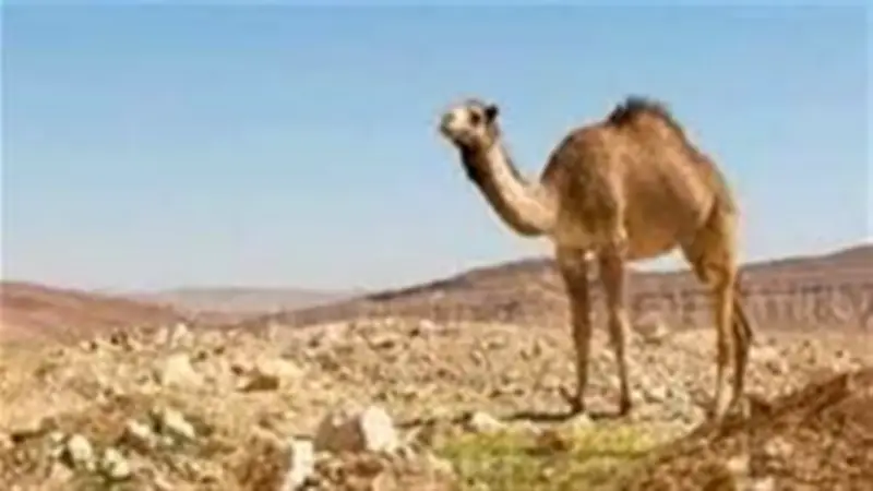 تفسير رؤية الجمل في المنام: من الصبر إلى الميراث والتحذيرات