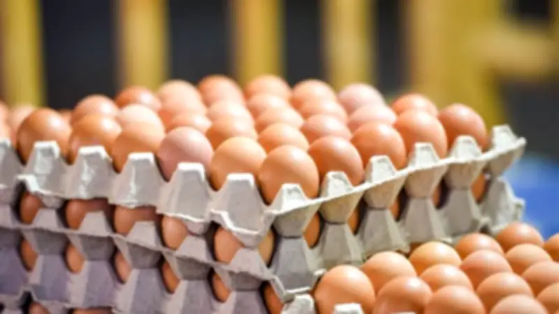 استقرار أسعار كرتونة البيض في بورصة الدواجن ومحال الجملة اليوم الثلاثاء
