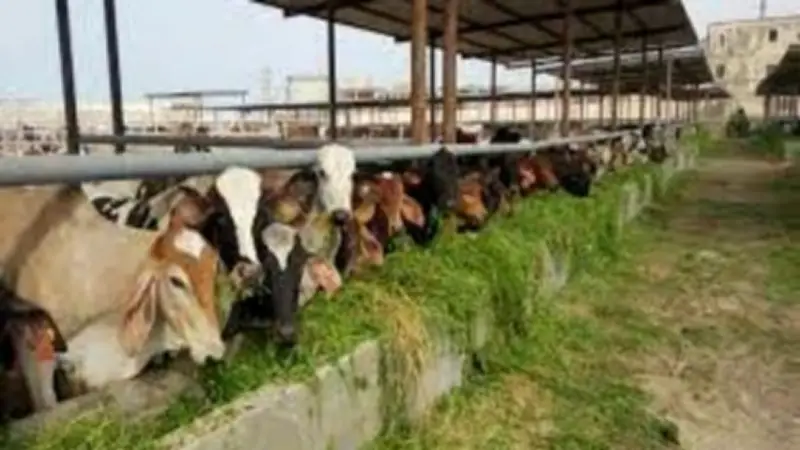 النائب أحمد جابر: مشروع البتلو الجديد خطوة حاسمة لتعزيز الأمن الغذائي وكبح أسعار اللحوم