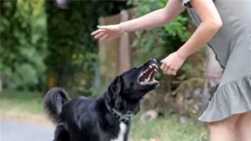 تفسير حلم عضة الكلب في المنام ودلالاته النفسية والاجتماعية المتنوعة