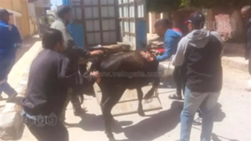 مطروح تشن حملة مكبرة لضبط الماشية السائبة وتفرض غرامات مشددة على المخالفين