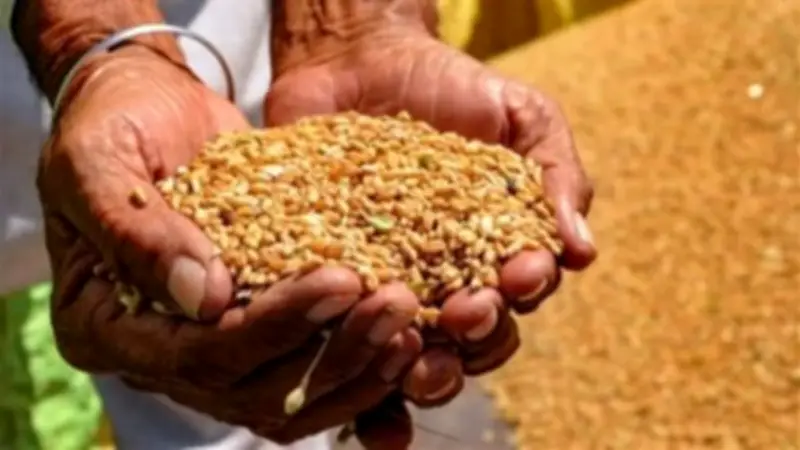 وزير التموين يرفع أسعار توريد القمح المحلي لدعم المزارعين وتعزيز الأمن الغذائي