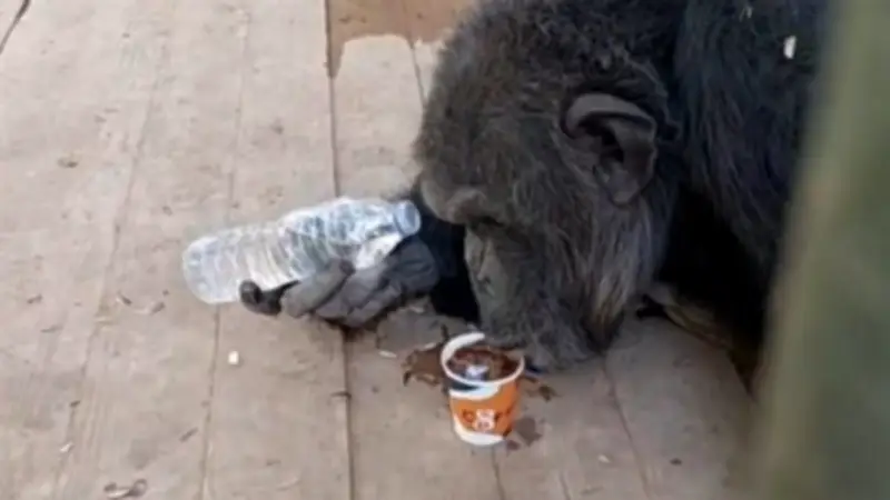 قرد الفيوم الشهير كوكي يتناول الشاي ضمن نظام دايت خاص.. ومديرة الحديقة توضح