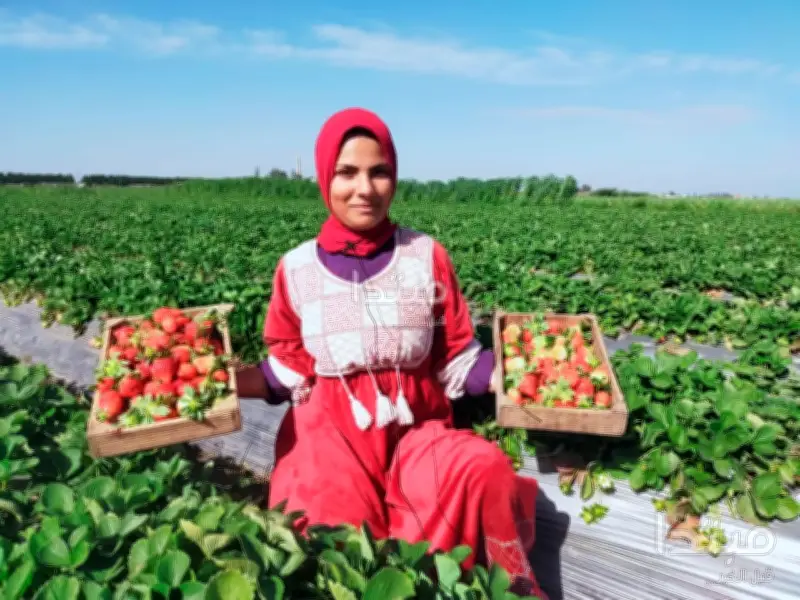 الفراولة المصرية تتصدر الأسواق العالمية بصادرات قياسية وتنافسية عالية