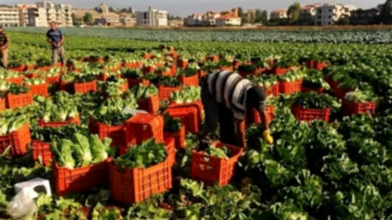 تحذيرات عاجلة للمزارعين: تقلبات برمودة تهدد محصول القمح في مرحلة حساسة