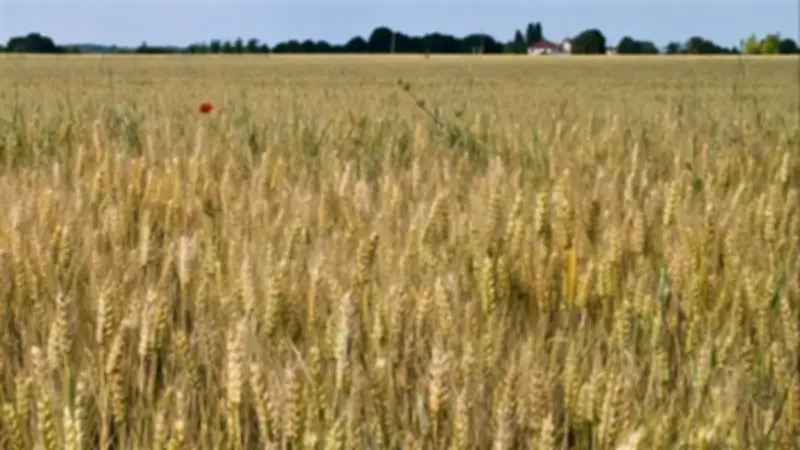 تحذيرات عاجلة للمزارعين: تقلبات الطقس الحادة تهدد محاصيل القمح والمزروعات في مصر