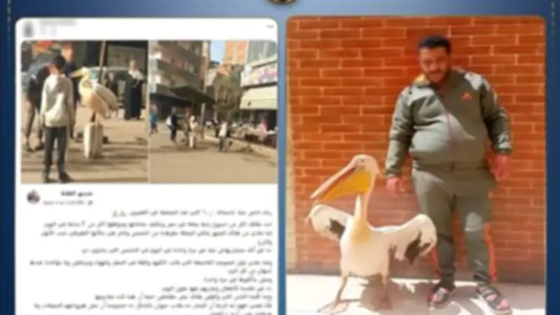 ضبط صاحب محل أسماك بالغربية لتكبيل بجعة أمام المحل للدعاية بالمخالفة للقانون