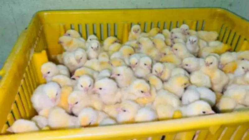 ارتفاع جنيهين لسعر الكتكوت الأبيض واستقرار أسعار البط في بورصة الدواجن اليوم