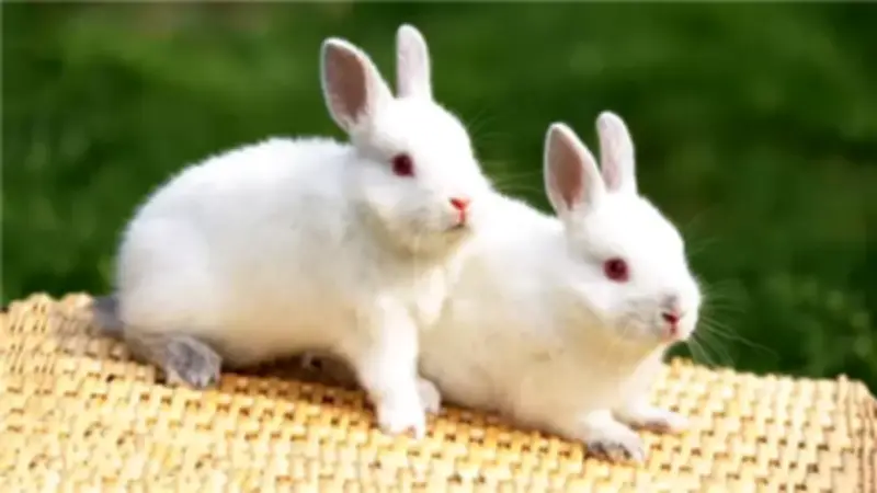 الجيزة تكشف سر نجاح مشروعات الأرانب: السلالات الأجنبية تتفوق تجاريًا