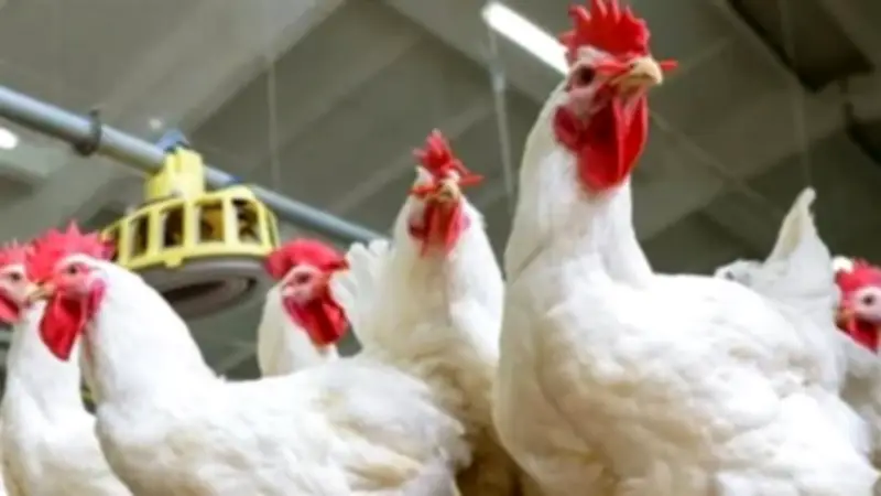 أخصائي تغذية: فراخ الأمهات تختلف في تركيبة اللحم والمعادن عن العادية