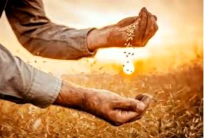 تعاون أممي لتعزيز الأمن الغذائي في مصر: جهود مشتركة لمواجهة التحديات