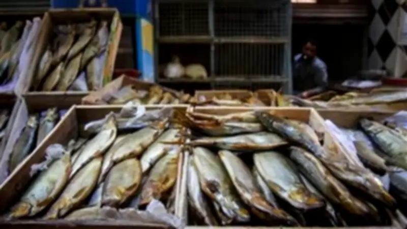 نصائح ذهبية لشراء الفسيخ والرنجة قبل شم النسيم: احذر التسمم الغذائي