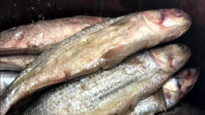 استقرار أسعار الفسيخ والرنجة في الأسواق المصرية مع اقتراب شم النسيم