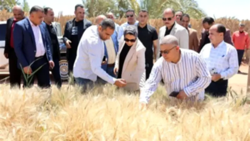 محافظ الوادي الجديد تتفقد نتائج تجربة إكثار أصناف القمح عالية الإنتاجية