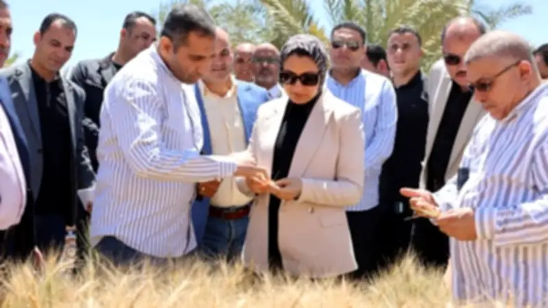 الوادي الجديد يحقق إنجازًا زراعيًا بتجربة إكثار أصناف قمح عالية الجودة بالتعاون مع الطاقة الذرية
