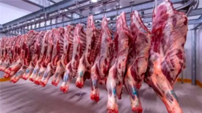 ارتفاع أسعار الضأن وانخفاض البتلو.. تفاصيل أسعار اللحوم اليوم في الأسواق