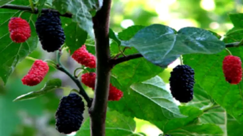 التوت المصري يغزو الأسواق: فوائد صحية وجمالية مذهلة وأبرز مناطق زراعته