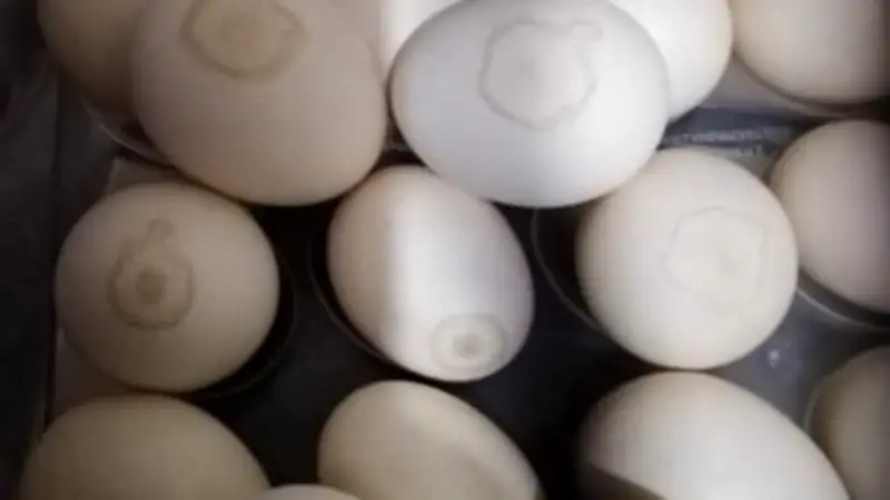 استقرار نسبي في أسعار البيض مع تباين محدود بين الأنواع وفقًا لطبيعة التربية والإنتاج