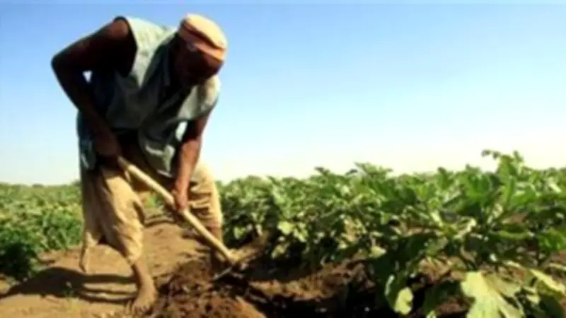 برلمانية: دعم الفلاحين يحقق التوازن بين الإنتاج والاستهلاك ويضمن الأمن الغذائي