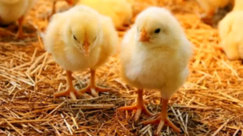 ارتفاع قياسي في أسعار الكتاكيت والبط اليوم ببورصة الدواجن