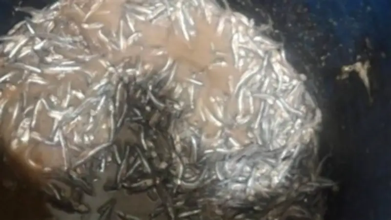 ضبط نصف طن سردين مجهول المصدر وإعدام أسماك فاسدة في حملة تموينية ببنها