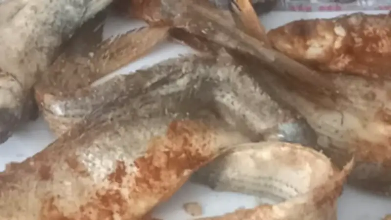 تموين قنا يشن حملات مكثفة ويضخ سلعاً إضافية لضمان سلامة الغذاء في شم النسيم