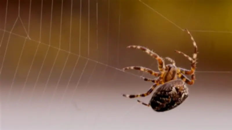 تفسير رؤية العنكبوت في المنام: دلالات الأنانية والمكر والخداع في الأحلام