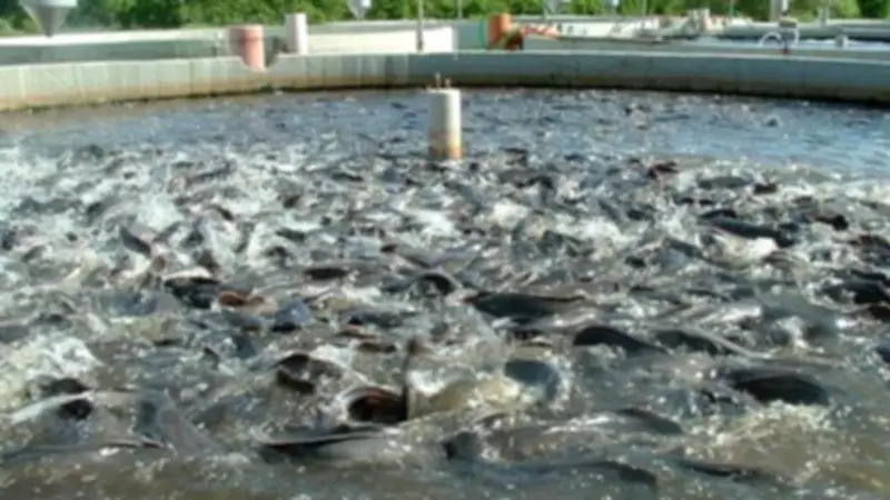 معهد الاستزراع السمكي بجامعة القناة يطلق دورة تدريبية متخصصة في أساسيات تربية الجمبري