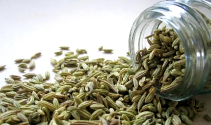 فوائد الشمر المذهلة: يحد من ارتفاع السكر ويقلل الالتهابات في الجسم