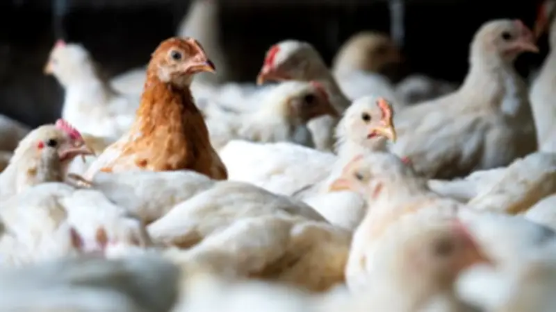 أسعار الدواجن تشهد تباينًا: انخفاض في الفراخ البيضاء وارتفاع في البلدي