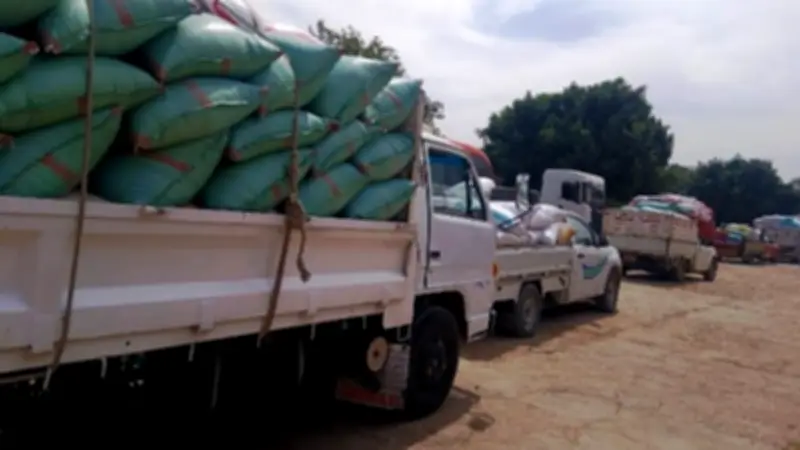 انتعاشة مبكرة في موسم الذهب الأصفر بسوهاج مع تسهيلات غير مسبوقة للمزارعين