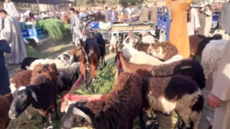 دمنهور تكثف الرقابة على سوق المواشي ضمن خطة تطوير الخدمات والمرافق العامة