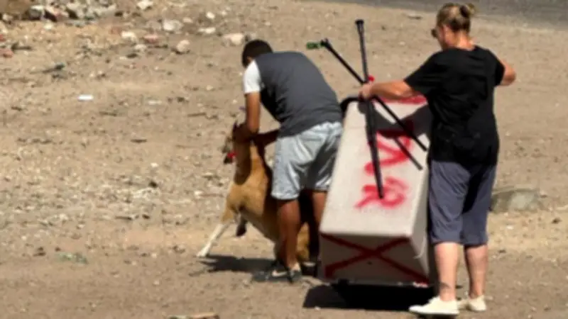 حملة بيطرية مكثفة في الغردقة لتعقيم الكلاب الضالة ومكافحة مرض السعار