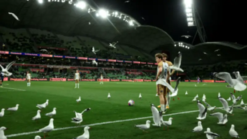 طيور النورس تقتحم ملعب الدوري الأسترالي: مشهد طريف يربك مباراة نيوكاسل جيتس وملبورن فيكتوري