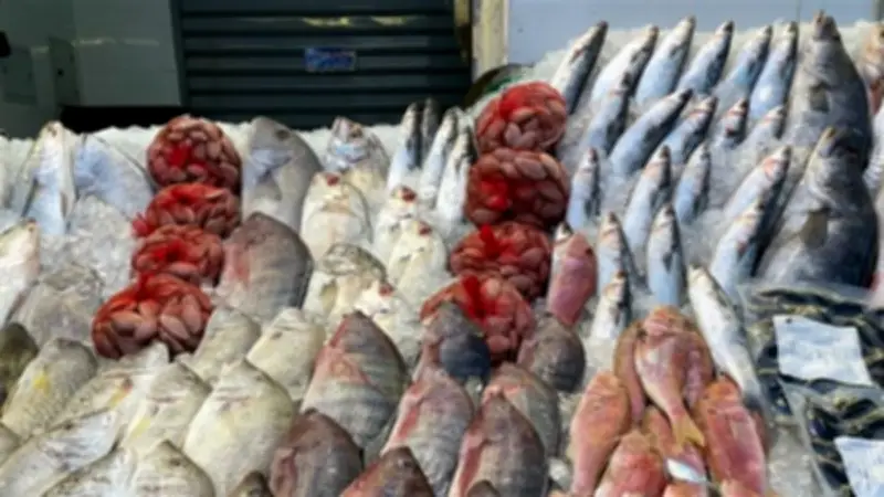 أسعار السمك اليوم: انخفاض الكابوريا وارتفاع البلطي والمكرونة في سوق العبور