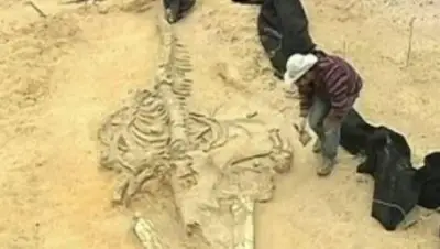 اكتشاف حيتان متحجرة عمرها 10 ملايين عام في البرتغال يثير اهتمام العلماء