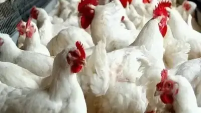 ارتفاع جديد في أسعار الدواجن البيضاء يتجاوز 100 جنيه للكيلو بالأسواق