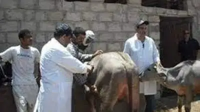 الغربية تحصّن 122 ألف رأس ماشية ضد أمراض الجلد العقدي وجدري الأغنام في حملة بيطرية قومية